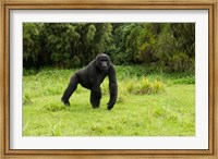 Framed Rwanda, Volcanoes NP, Mountain Gorilla Running