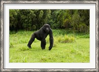 Framed Rwanda, Volcanoes NP, Mountain Gorilla Running
