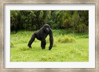 Framed Rwanda, Volcanoes NP, Mountain Gorilla Running
