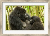 Framed Rwanda, VP, Baby Mountain Gorilla Breast Feeding