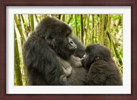 Framed Rwanda, VP, Baby Mountain Gorilla Breast Feeding