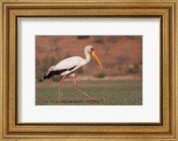Framed Saddle-billed Stork, Chobe National Park, Botswana