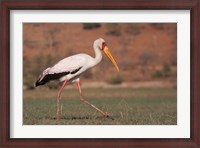 Framed Saddle-billed Stork, Chobe National Park, Botswana