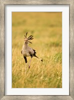 Framed Secretary Bird hunting for food, Lower Mara, Masai Mara Game Reserve, Kenya