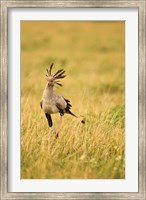 Framed Secretary Bird hunting for food, Lower Mara, Masai Mara Game Reserve, Kenya
