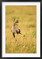 Framed Secretary Bird hunting for food, Lower Mara, Masai Mara Game Reserve, Kenya