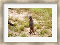 Framed Serengeti, Tanzania, Banded mongoose baby