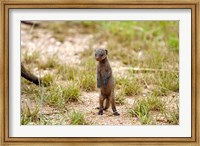 Framed Serengeti, Tanzania, Banded mongoose baby