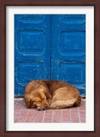 Framed Sleeping Dog, Essaouira, Morocco