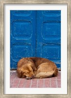 Framed Sleeping Dog, Essaouira, Morocco