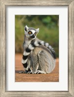 Framed Close up of Ring-tailed Lemur, Madagascar