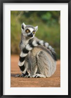 Framed Close up of Ring-tailed Lemur, Madagascar