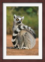 Framed Close up of Ring-tailed Lemur, Madagascar