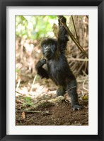 Framed Rwanda, Mountain gorilla, volcanoes national park