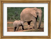 Framed South Africa, Addo Elephant NP, Baby Elephant