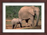Framed South Africa, Addo Elephant NP, Baby Elephant