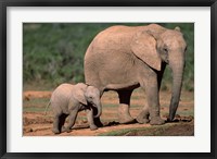 Framed South Africa, Addo Elephant NP, Baby Elephant