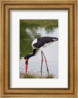 Framed Saddle-billed Stork, Maasai Mara Wildlife Reserve, Kenya