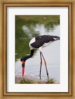 Framed Saddle-billed Stork, Maasai Mara Wildlife Reserve, Kenya