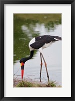 Framed Saddle-billed Stork, Maasai Mara Wildlife Reserve, Kenya