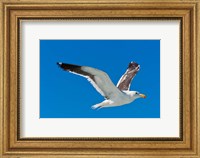 Framed Seagull, Walvis Bay, Erongo Region, Namibia.