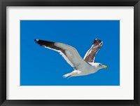 Framed Seagull, Walvis Bay, Erongo Region, Namibia.