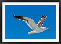 Framed Seagull, Walvis Bay, Erongo Region, Namibia.
