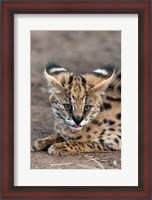 Framed Serval Cat, Kapama Game Reserve, South Africa