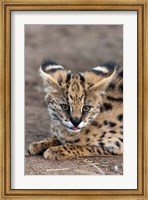 Framed Serval Cat, Kapama Game Reserve, South Africa