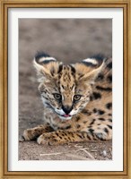 Framed Serval Cat, Kapama Game Reserve, South Africa