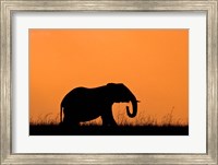 Framed Silhouette of Elephant at sunset, Masai Mara National Reserve, Kenya