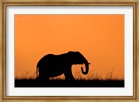 Framed Silhouette of Elephant at sunset, Masai Mara National Reserve, Kenya