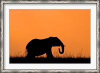 Framed Silhouette of Elephant at sunset, Masai Mara National Reserve, Kenya