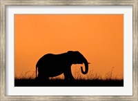 Framed Silhouette of Elephant at sunset, Masai Mara National Reserve, Kenya