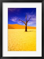 Framed Skeleton Trees in Dead Vlei, Namibia