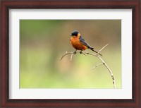 Framed Redbreasted Swallow, Hluhulwe, South Africa