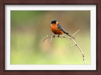 Framed Redbreasted Swallow, Hluhulwe, South Africa