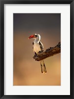 Framed Red-billed Hornbill, Samburu Game Reserve, Kenya
