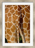 Framed Reticulated Giraffe skin, Samburu Game Reserve, Kenya