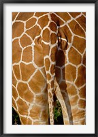 Framed Reticulated Giraffe skin, Samburu Game Reserve, Kenya