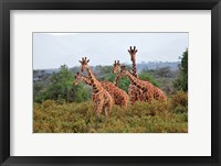 Framed Reticulated Giraffes, Samburu National Reserve, Kenya