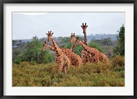 Framed Reticulated Giraffes, Samburu National Reserve, Kenya