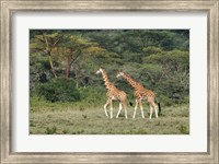 Framed Rothschild's Giraffe, Lake Nakuru National Park, Kenya