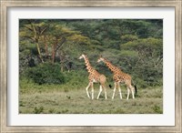 Framed Rothschild's Giraffe, Lake Nakuru National Park, Kenya