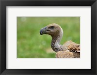 Framed Ruppell's Vulture, Serengeti National Park, Tanzania