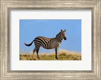 Framed Single Burchell's Zebra, Masai Mara Game Reserve, Kenya