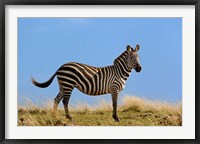 Framed Single Burchell's Zebra, Masai Mara Game Reserve, Kenya