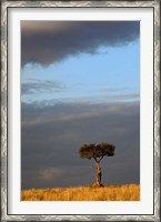 Framed Single Umbrella Thorn Acacia Tree at sunset, Masai Mara Game Reserve, Kenya