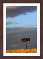 Framed Single Umbrella Thorn Acacia Tree at sunset, Masai Mara Game Reserve, Kenya