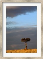Framed Single Umbrella Thorn Acacia Tree at sunset, Masai Mara Game Reserve, Kenya
